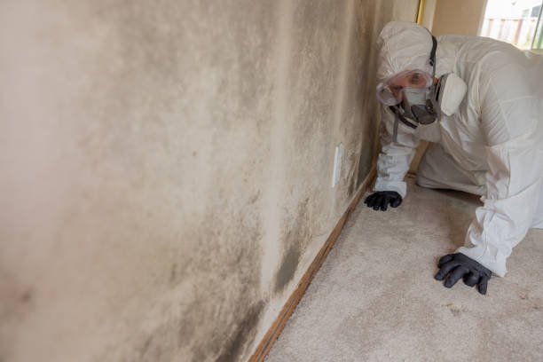 Best Environmental Consulting for Mold Prevention  in Elk Creek, KY